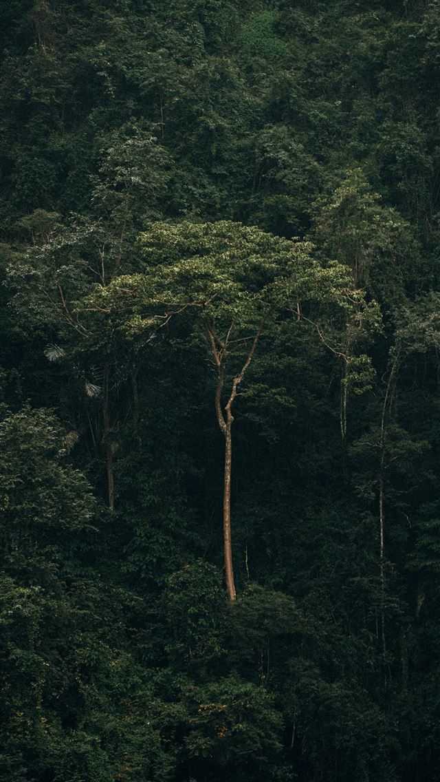 1290x2796 a forest filled with lots of green trees - one iPhone Wallpaper
