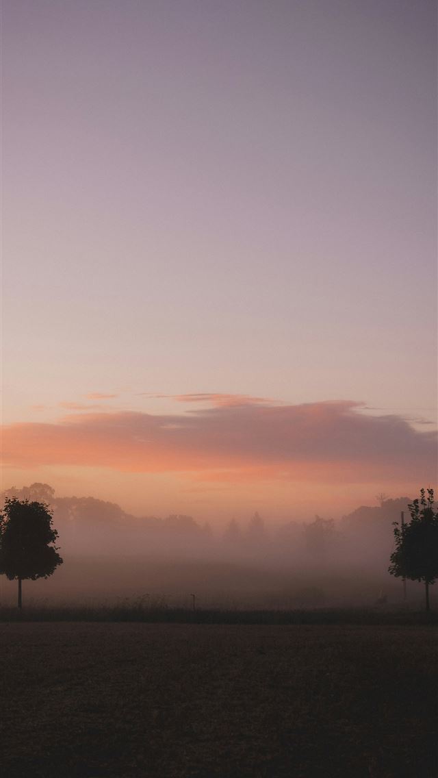 1290x2796 Two trees in a misty field at sunrise  - fog iPhone Wallpaper