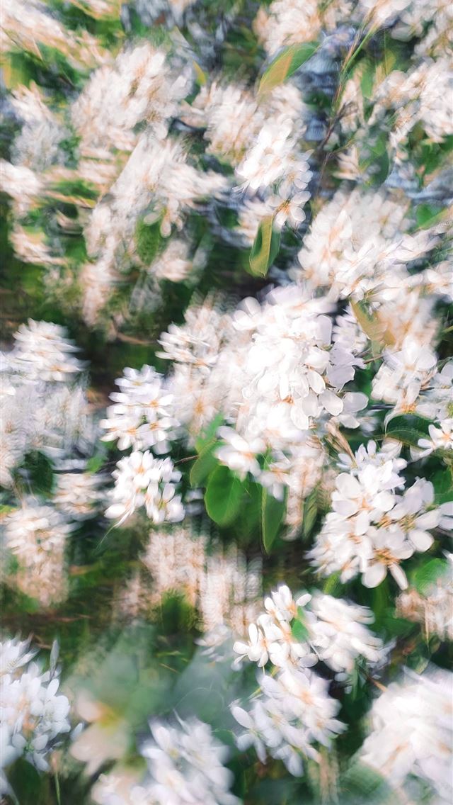 1290x2796 a bunch of white flowers with green leaves - spring iPhone Wallpaper