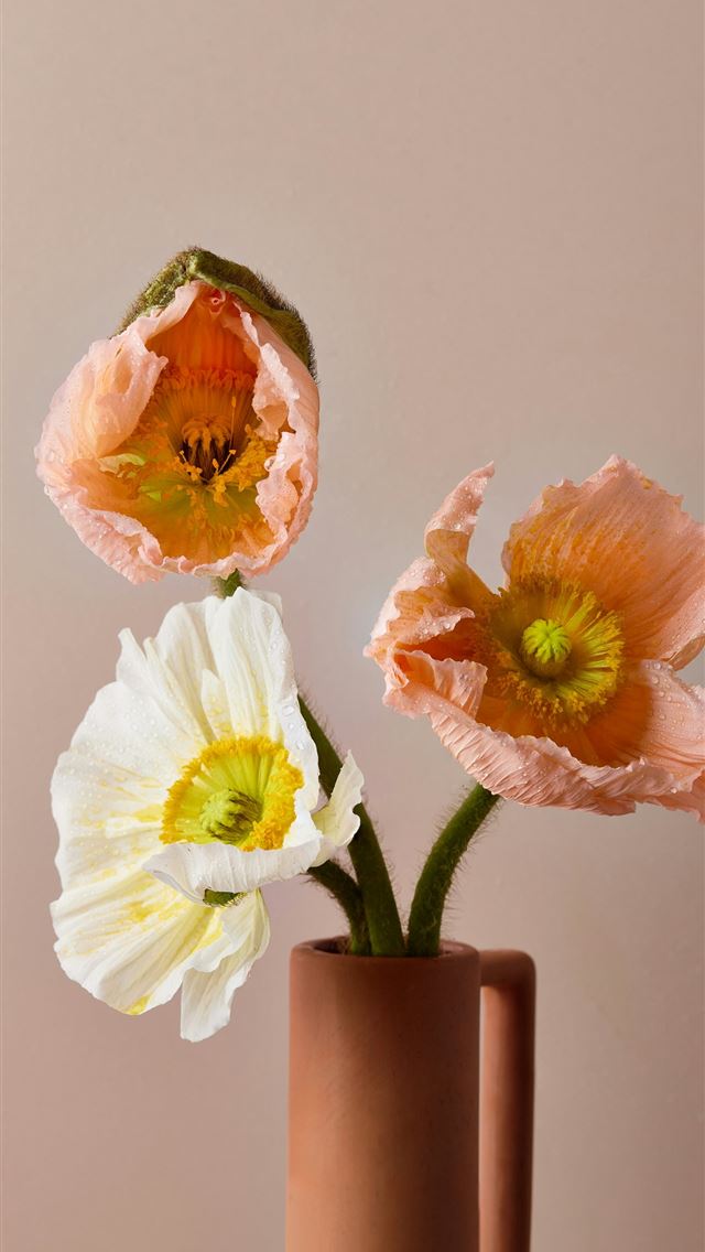 1290x2796 three flowers in a vase on a table -  iPhone Wallpaper