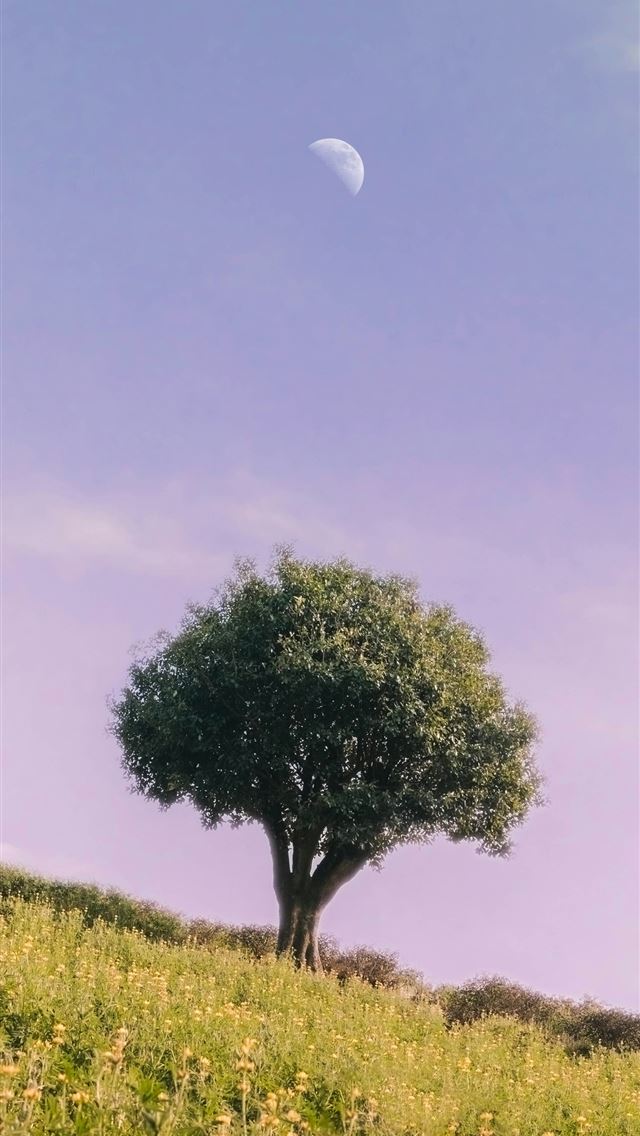 1290x2796 green tree on green grass field under blue sky dur... - grass iPhone Wallpaper