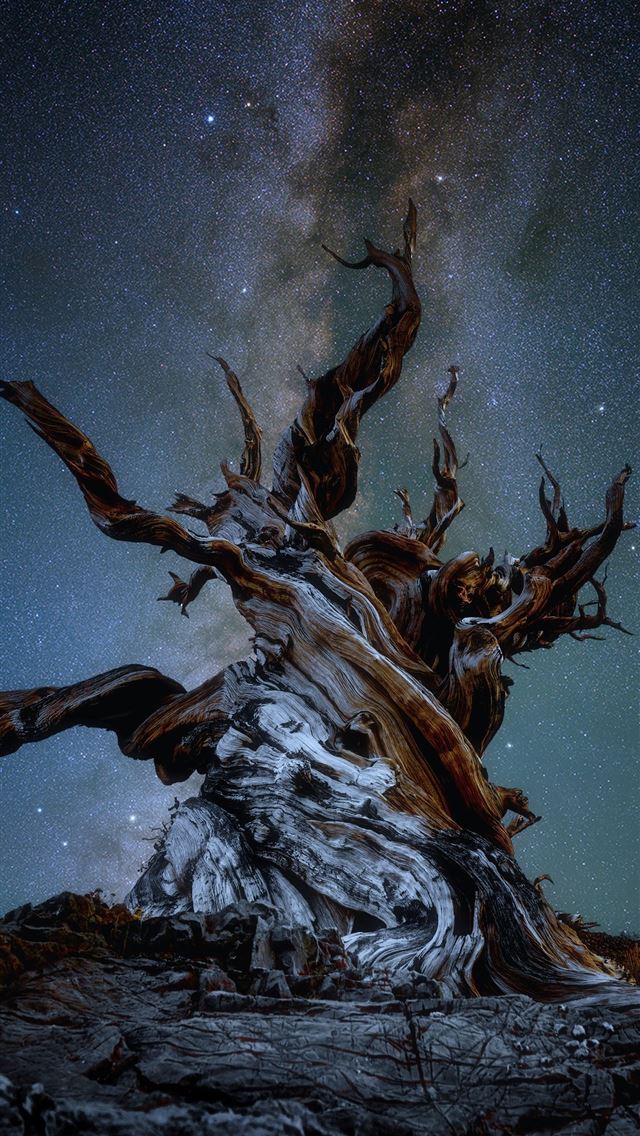 1290x2796 Ancient gnarled tree under a starry night sky - night sky iPhone Wallpaper