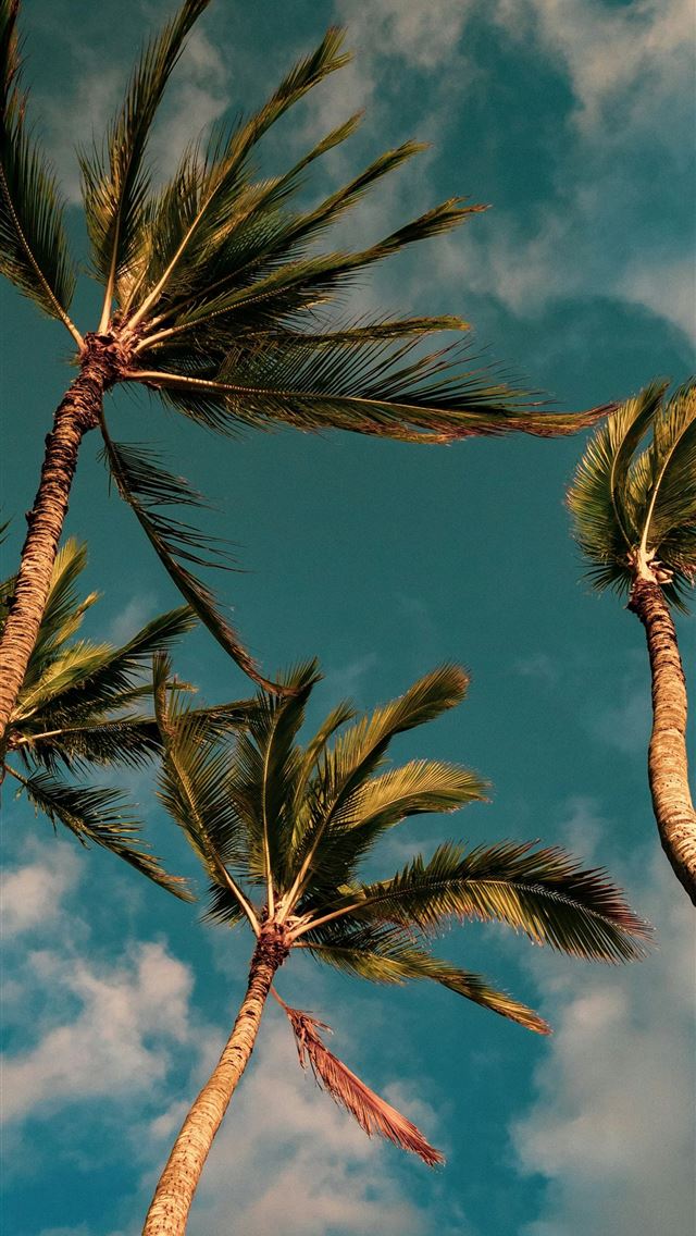 1290x2796 green palm tree under blue sky during daytime -  iPhone Wallpaper