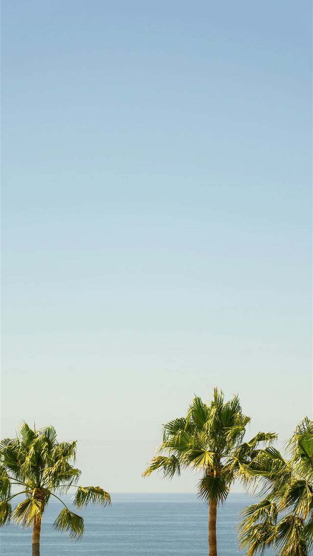 1290x2796 green palm tree under white sky during daytime -  iPhone Wallpaper