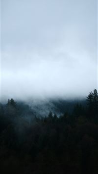 Misty forest landscape with dark trees and fog  wallpaper