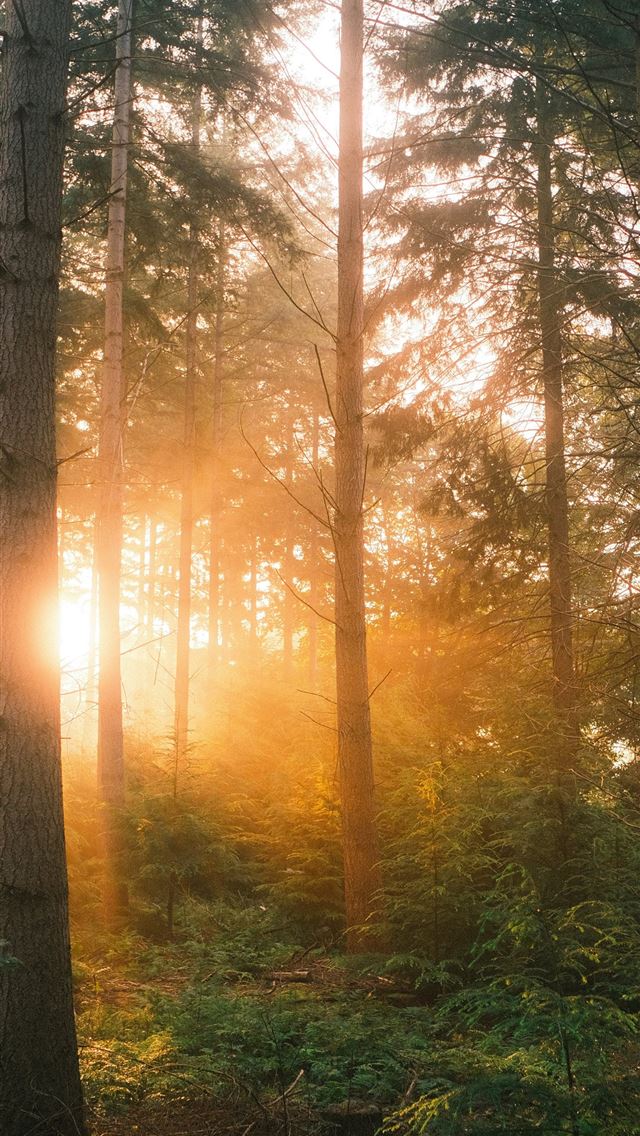 1290x2796 the sun is shining through the trees in the forest -  iPhone Wallpaper