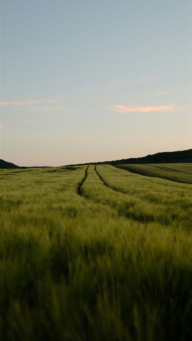 1290x2796 Green field with tire tracks under a clear sky -  iPhone Wallpaper
