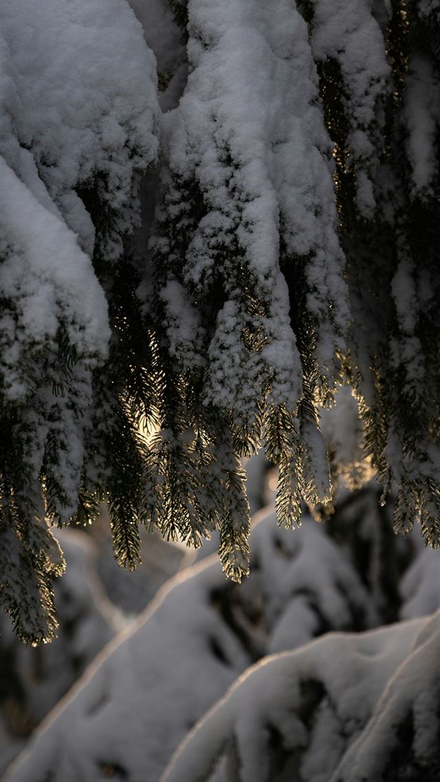 1290x2796 Sunlight shines through snow covered pine branches... - sunlight iPhone Wallpaper