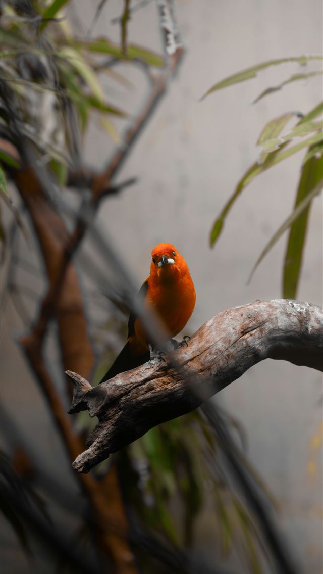 1290x2796 a small orange bird sitting on a tree branch - animal iPhone Wallpaper
