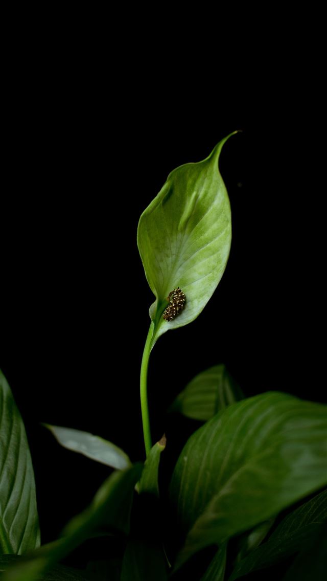 1290x2796 green leaf plant with black background - green iPhone Wallpaper