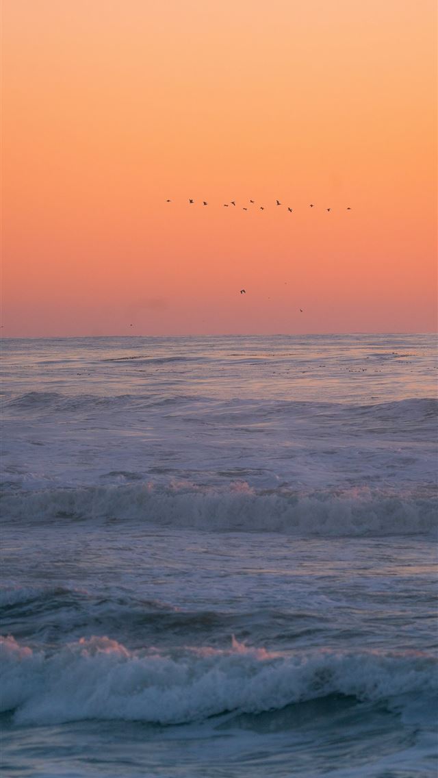 1290x2796 a flock of birds flying over the ocean at sunset - beach iPhone Wallpaper