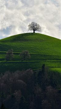 a lone tree sitting on top of a green hill wallpaper