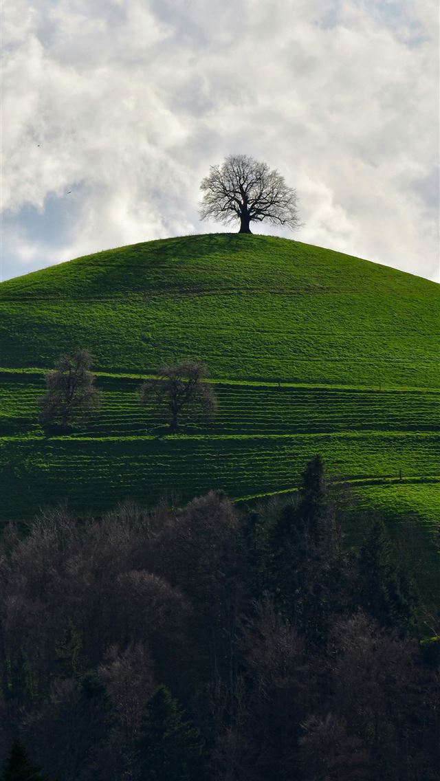 1290x2796 a lone tree sitting on top of a green hill -  iPhone Wallpaper