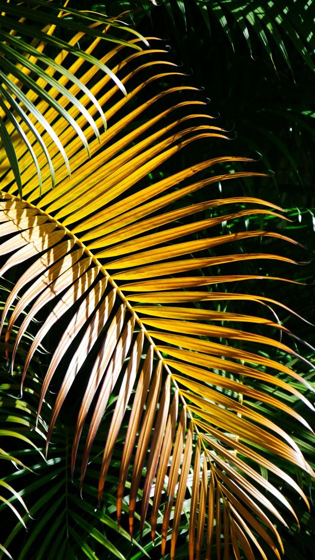 1290x2796 a close up of a palm tree with yellow leaves - tropical iPhone Wallpaper