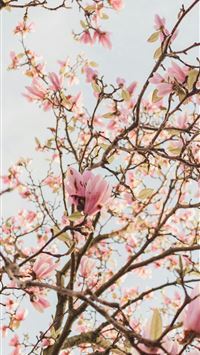 a tree with lots of pink flowers on it wallpaper