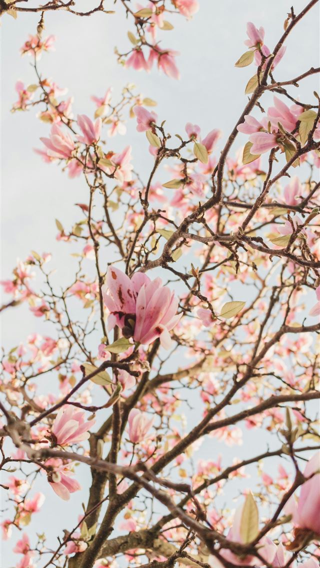 1290x2796 a tree with lots of pink flowers on it -  iPhone Wallpaper