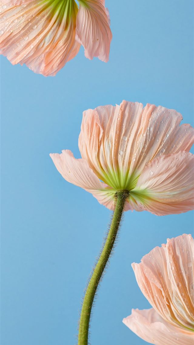1290x2796 three pink flowers with a blue sky in the backgrou... -  iPhone Wallpaper