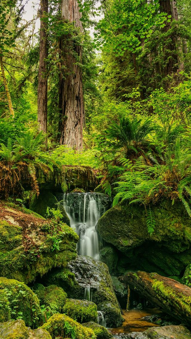 1290x2796 water falls in the middle of forest -  iPhone Wallpaper