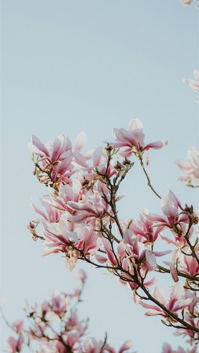 640x1136 a tree with lots of pink flowers on it -  iPhone Wallpaper
