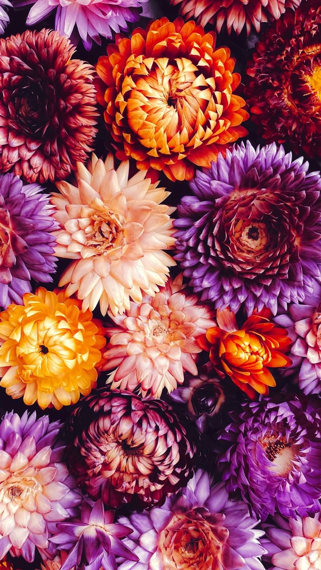 1290x2796 a close up of a bunch of flowers - flowers iPhone Wallpaper