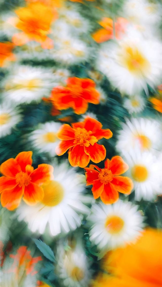 1290x2796 a bunch of flowers that are in the grass - abstract iPhone Wallpaper