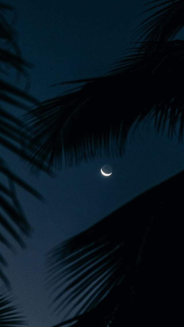 1290x2796 Crescent moon visible through palm fronds at night - night iPhone Wallpaper