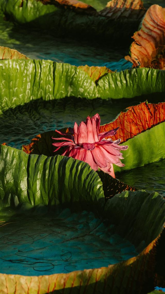 1290x2796 a pink flower sitting on top of green leaves -  iPhone Wallpaper
