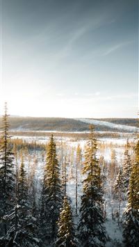 the sun shines brightly over a snowy forest wallpaper