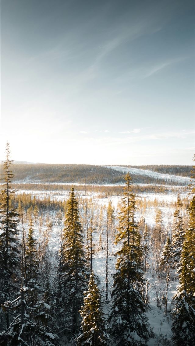1290x2796 the sun shines brightly over a snowy forest -  iPhone Wallpaper