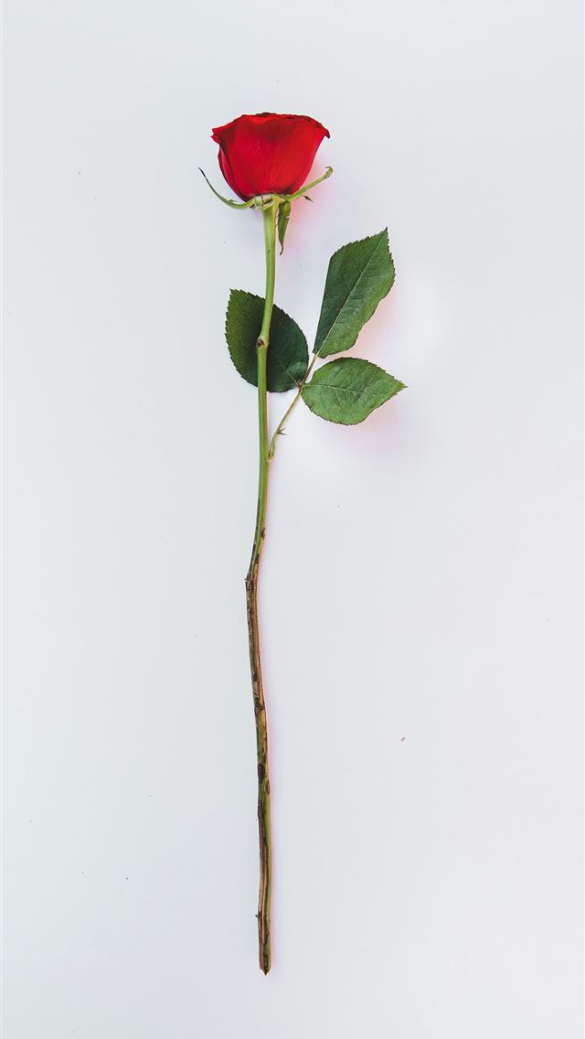 1290x2796 a single red rose on a white background -  iPhone Wallpaper
