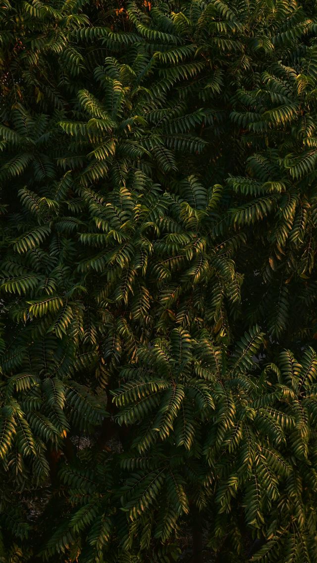 1290x2796 an airplane flying over a lush green forest - foliage iPhone Wallpaper