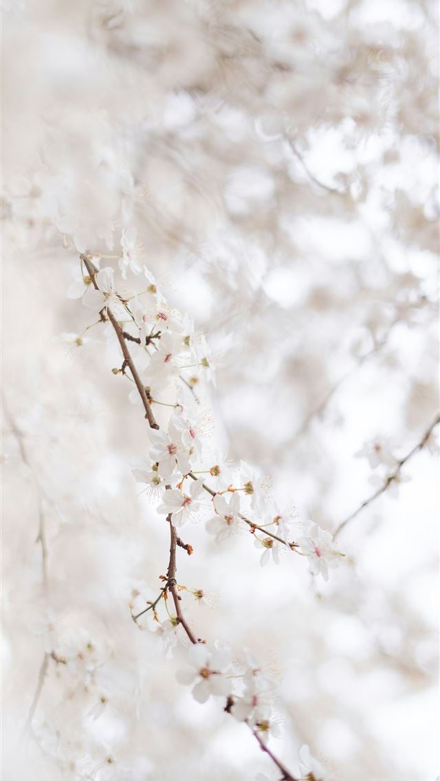 1290x2796 a bird is perched on a branch of a tree -  iPhone Wallpaper