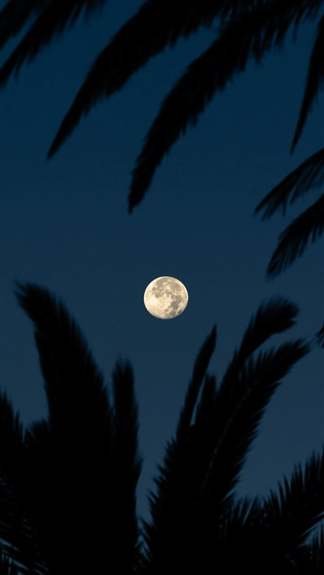 1290x2796 Full moon visible through silhouetted palm fronds ... - night iPhone Wallpaper