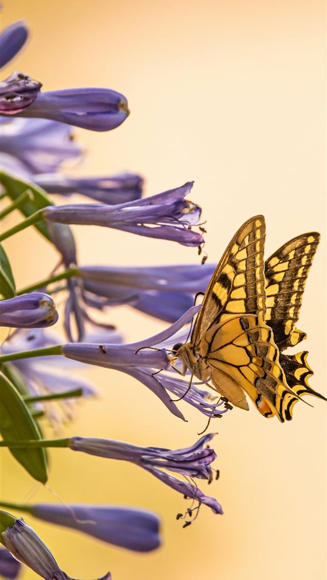 1290x2796 yellow and black butterfly on purple flower - butterfly iPhone Wallpaper