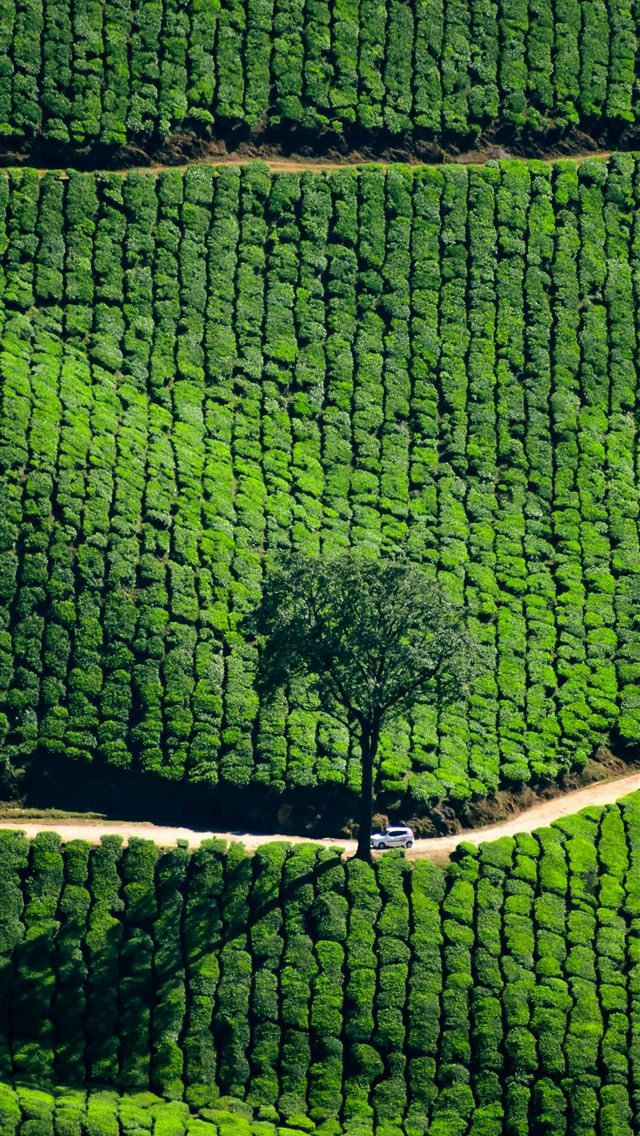 1290x2796 green grass field during daytime -  iPhone Wallpaper