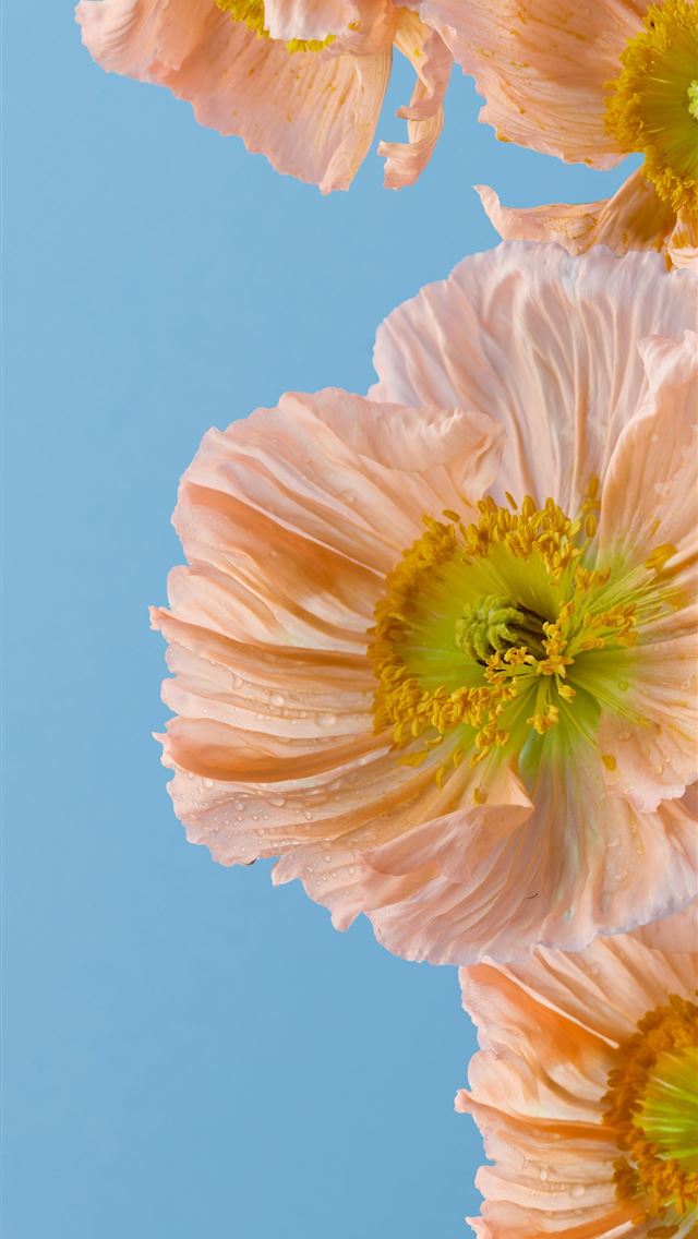 1290x2796 a group of pink flowers against a blue sky -  iPhone Wallpaper