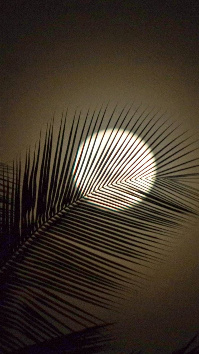 1290x2796 the sun is shining through a palm leaf -  iPhone Wallpaper