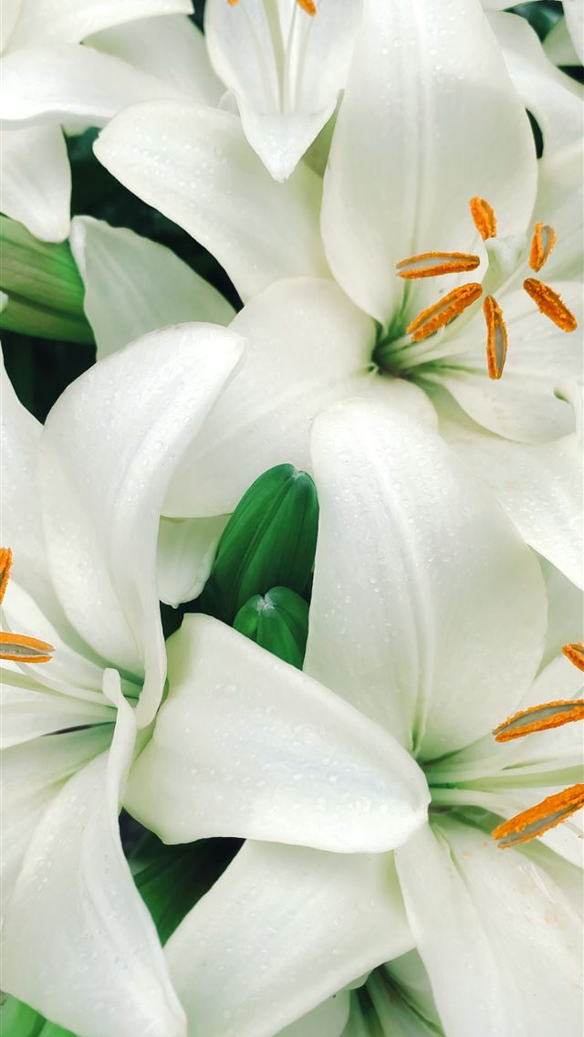 1290x2796 a bunch of white flowers with orange stamens -  iPhone Wallpaper