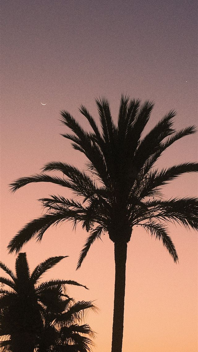 1290x2796 a couple of palm trees sitting next to each other -  iPhone Wallpaper