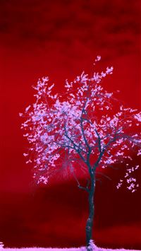 a tree in a field with a red sky in the background wallpaper