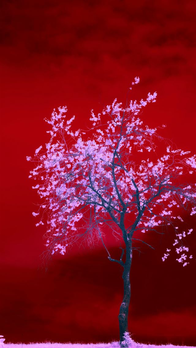 1290x2796 a tree in a field with a red sky in the background -  iPhone Wallpaper