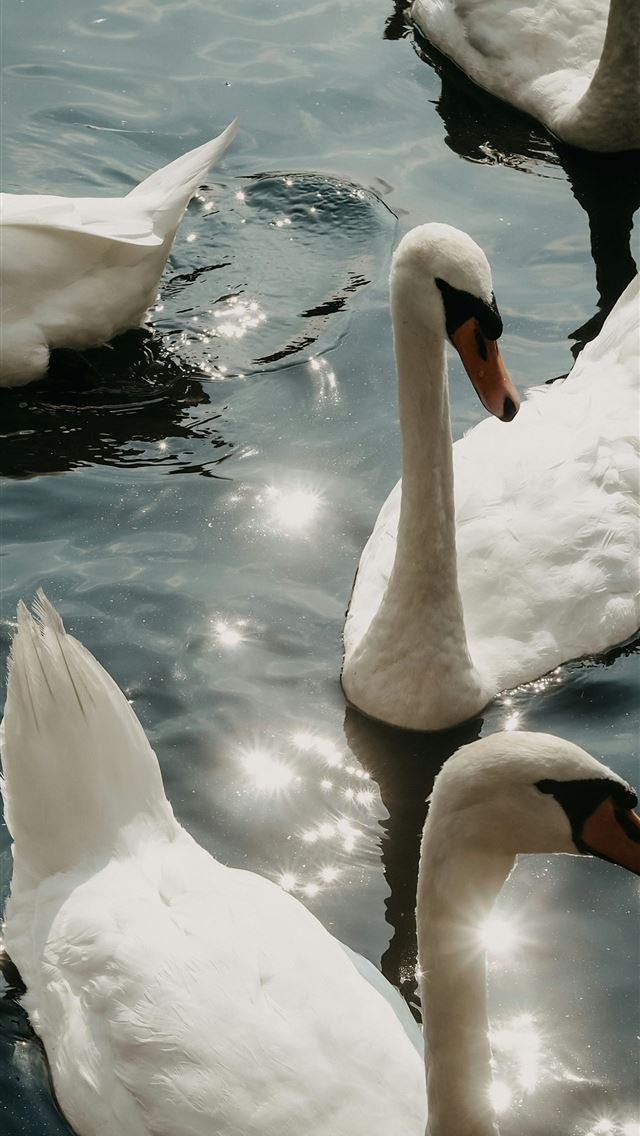 1290x2796 a group of white ducks floating on top of a lake - reflection iPhone Wallpaper