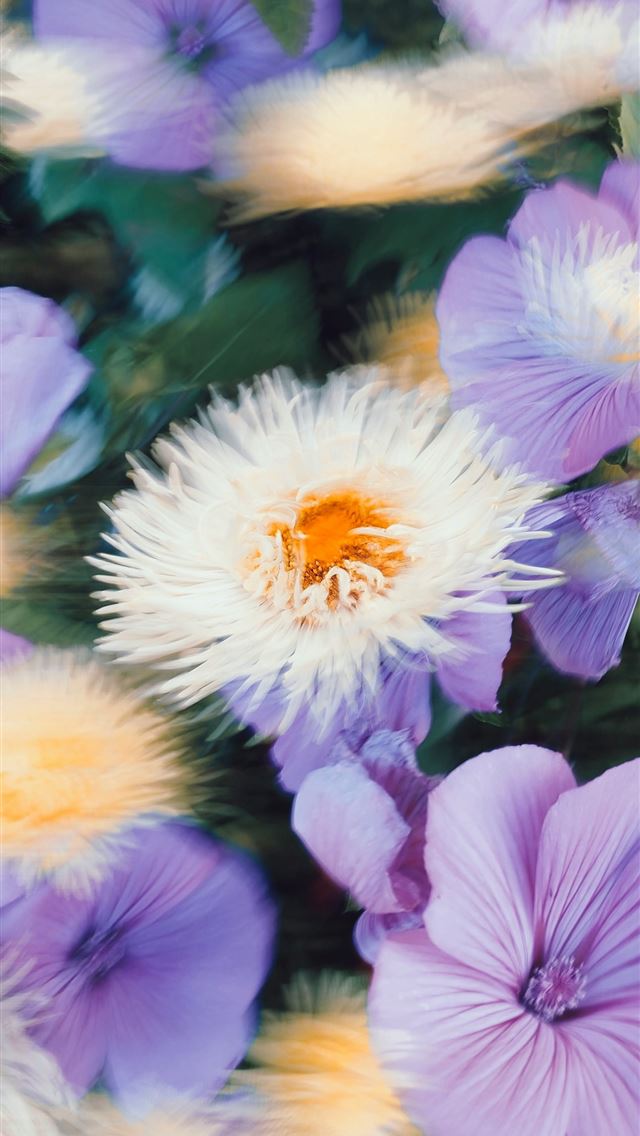 640x1136 a bunch of purple and white flowers in a field -  iPhone Wallpaper