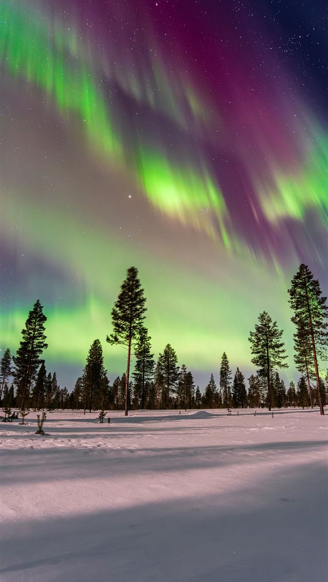 1290x2796 Aurora borealis over a snowy forest landscape with... - forest iPhone Wallpaper