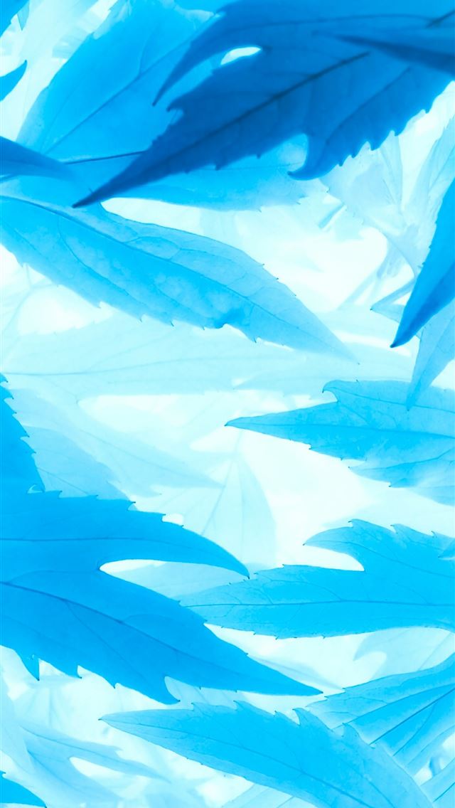 640x1136 a close up of blue leaves on a white background -  iPhone Wallpaper