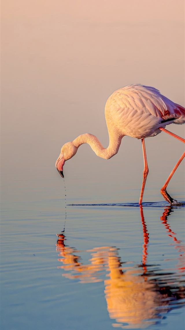 1290x2796 A flamingo drinks water at sunset -  iPhone Wallpaper
