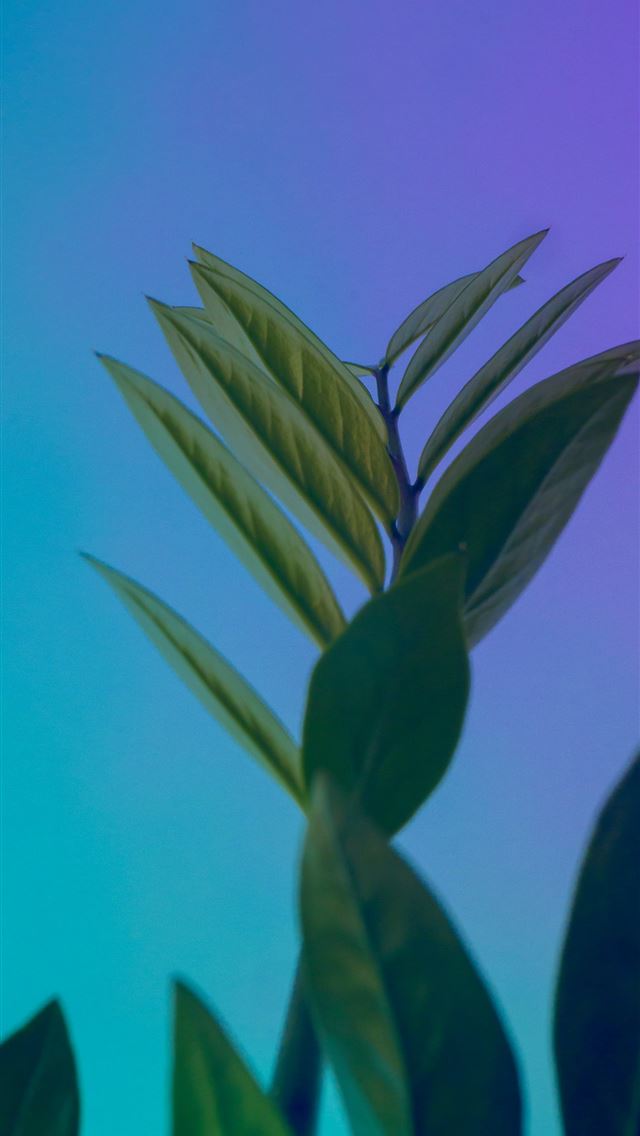 1290x2796 a close up of a plant with a blue sky in the backg... - texture iPhone Wallpaper