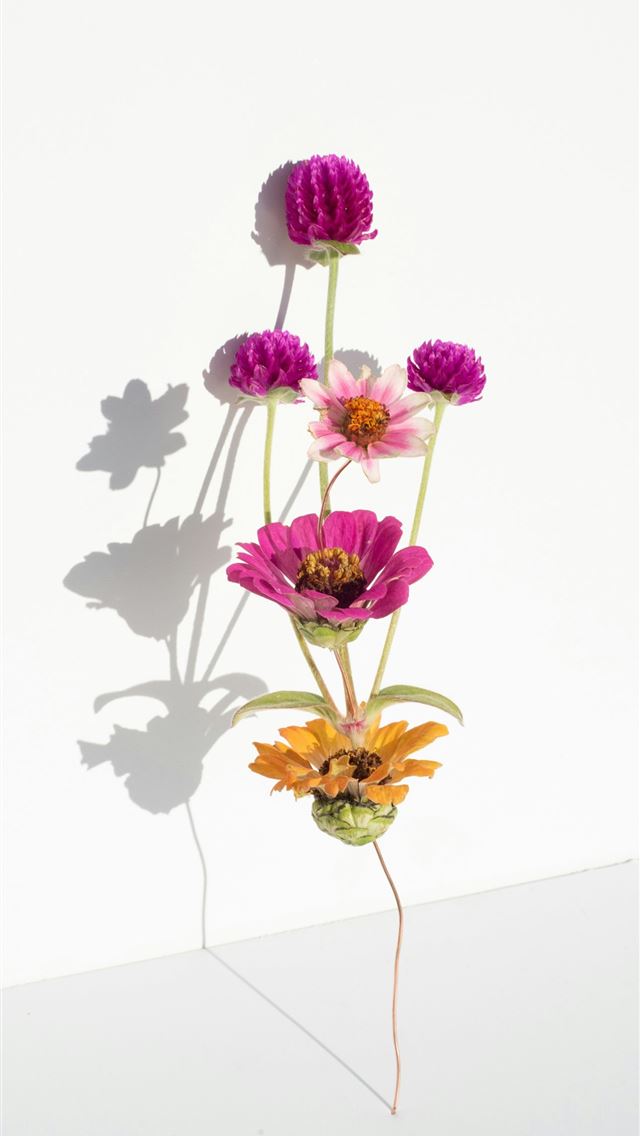 1290x2796 A vibrant bouquet of assorted flowers casts a shad... - experimental iPhone Wallpaper