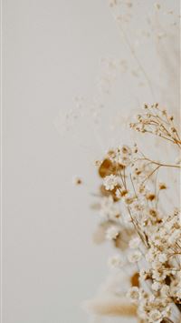 white flower in close up photography wallpaper