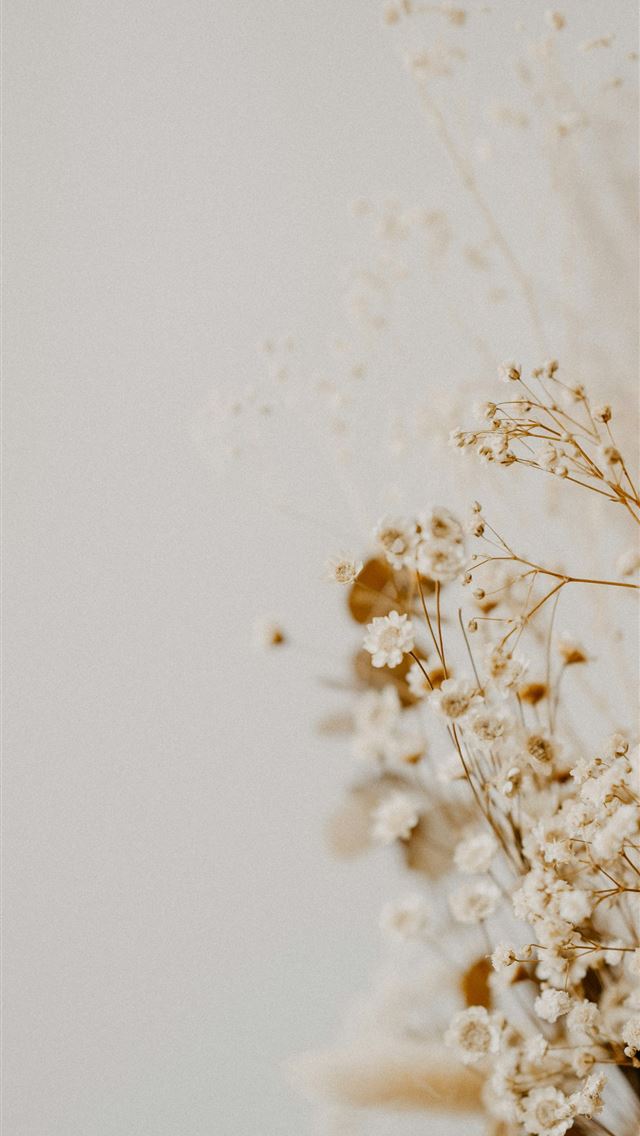 1290x2796 white flower in close up photography - botanical iPhone Wallpaper